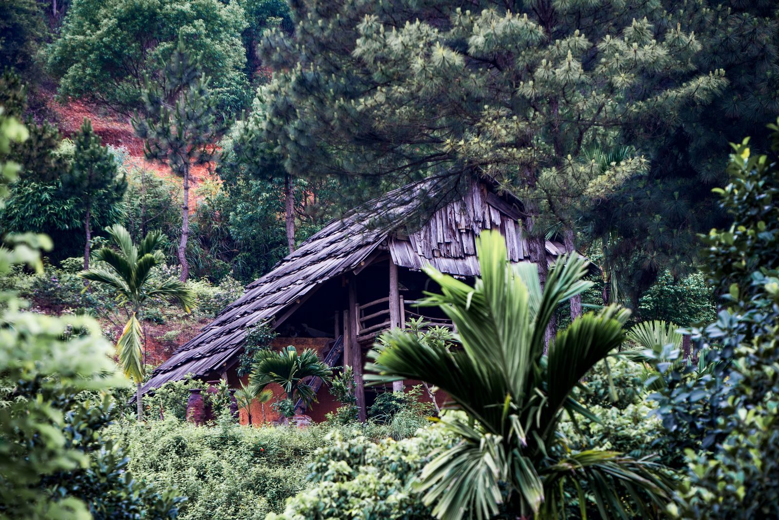 A thatched hut in tropical forest