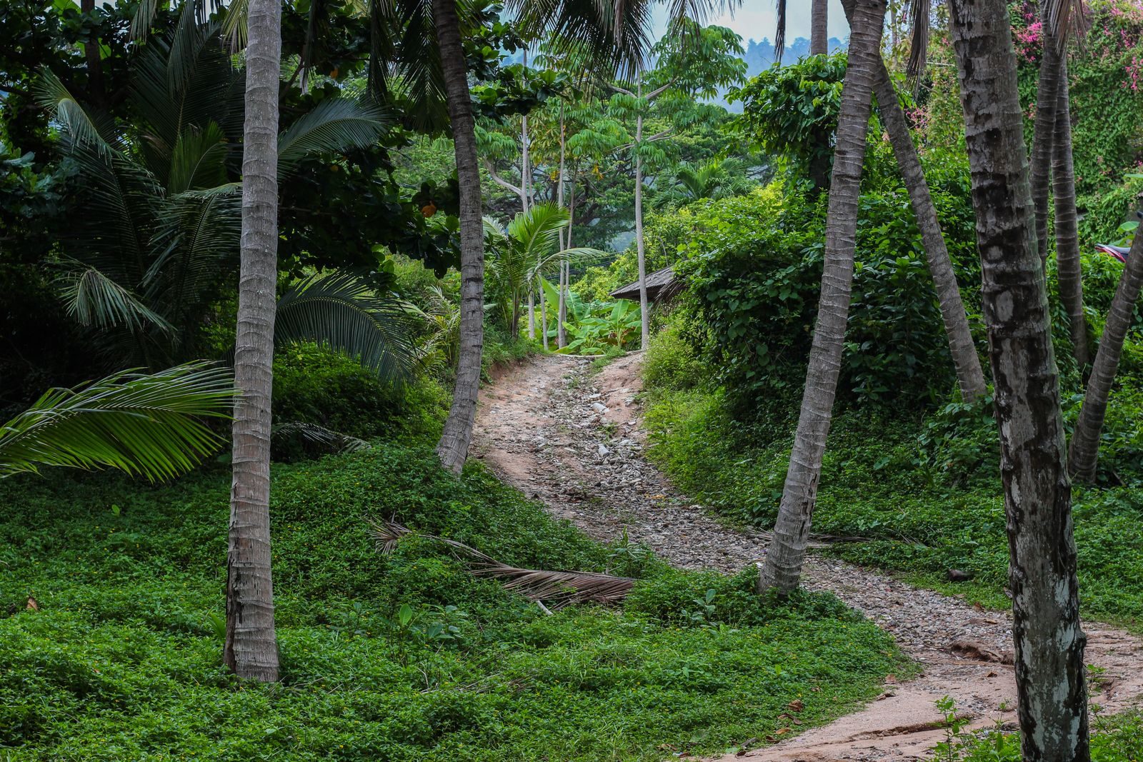 A jungle path through palms